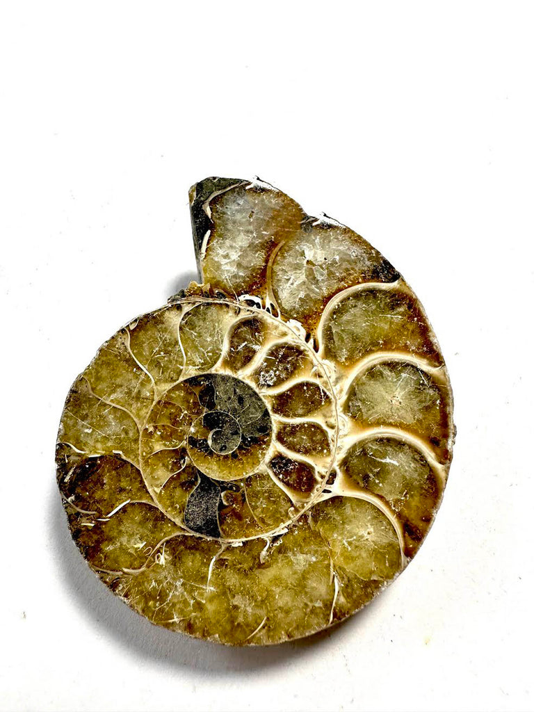 NEW! Drilled fossil
